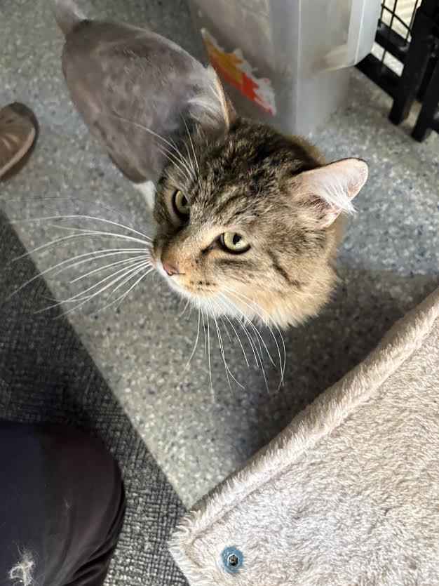 Enlarge Freddie, a Adoptable Domestic Long Hair in Carson City, NV image 3/3