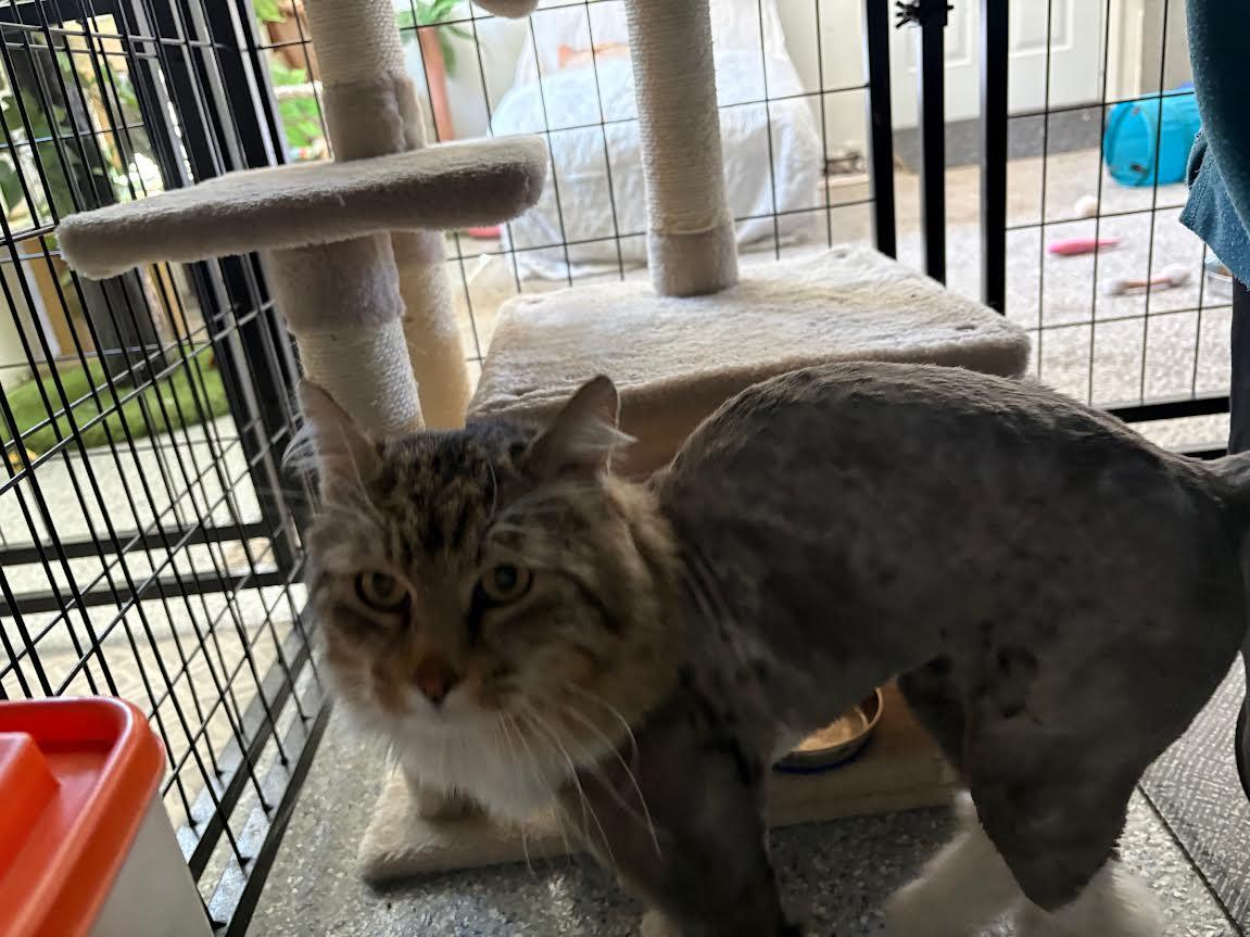 Enlarge Freddie, a Adoptable Domestic Long Hair in Carson City, NV image 2/3