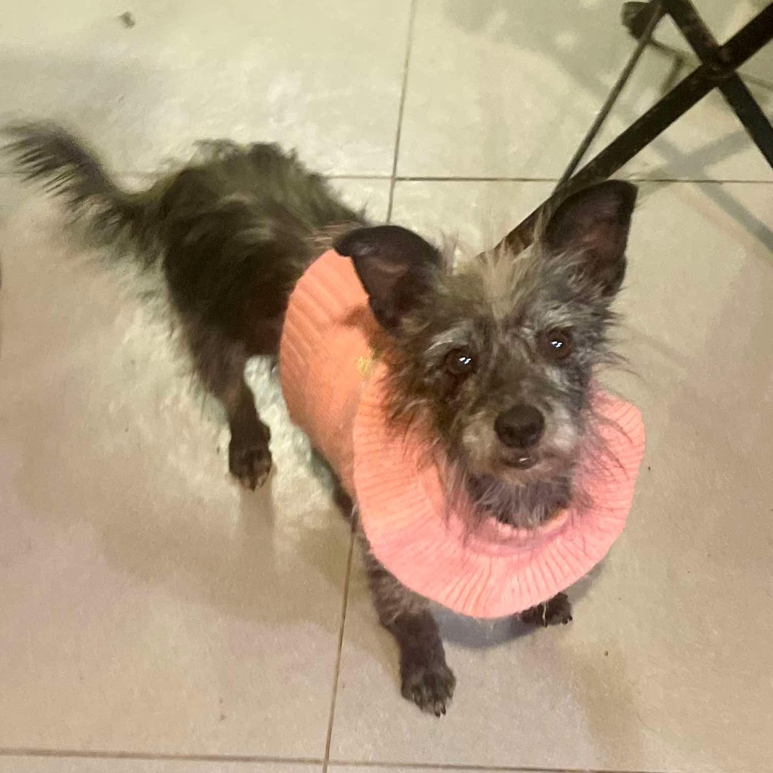 Pepper, an adoptable Terrier in San Diego, CA image 2/6