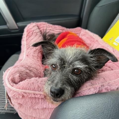 Pepper, an adoptable Terrier in San Diego, CA image 5/6