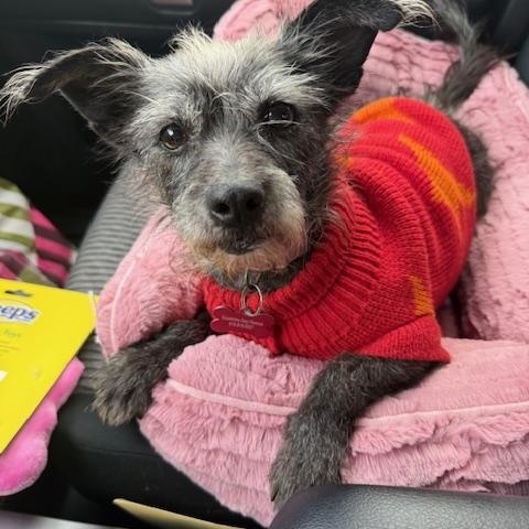 Pepper, adoptable, Adult Female Terrier.