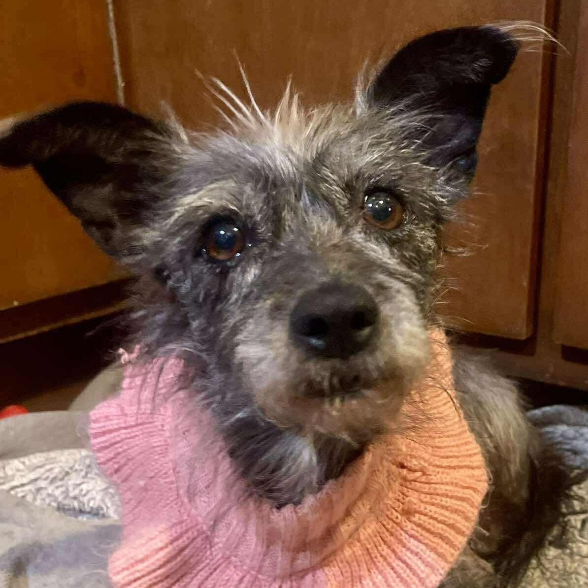 Pepper, an adoptable Terrier in San Diego, CA image 3/6