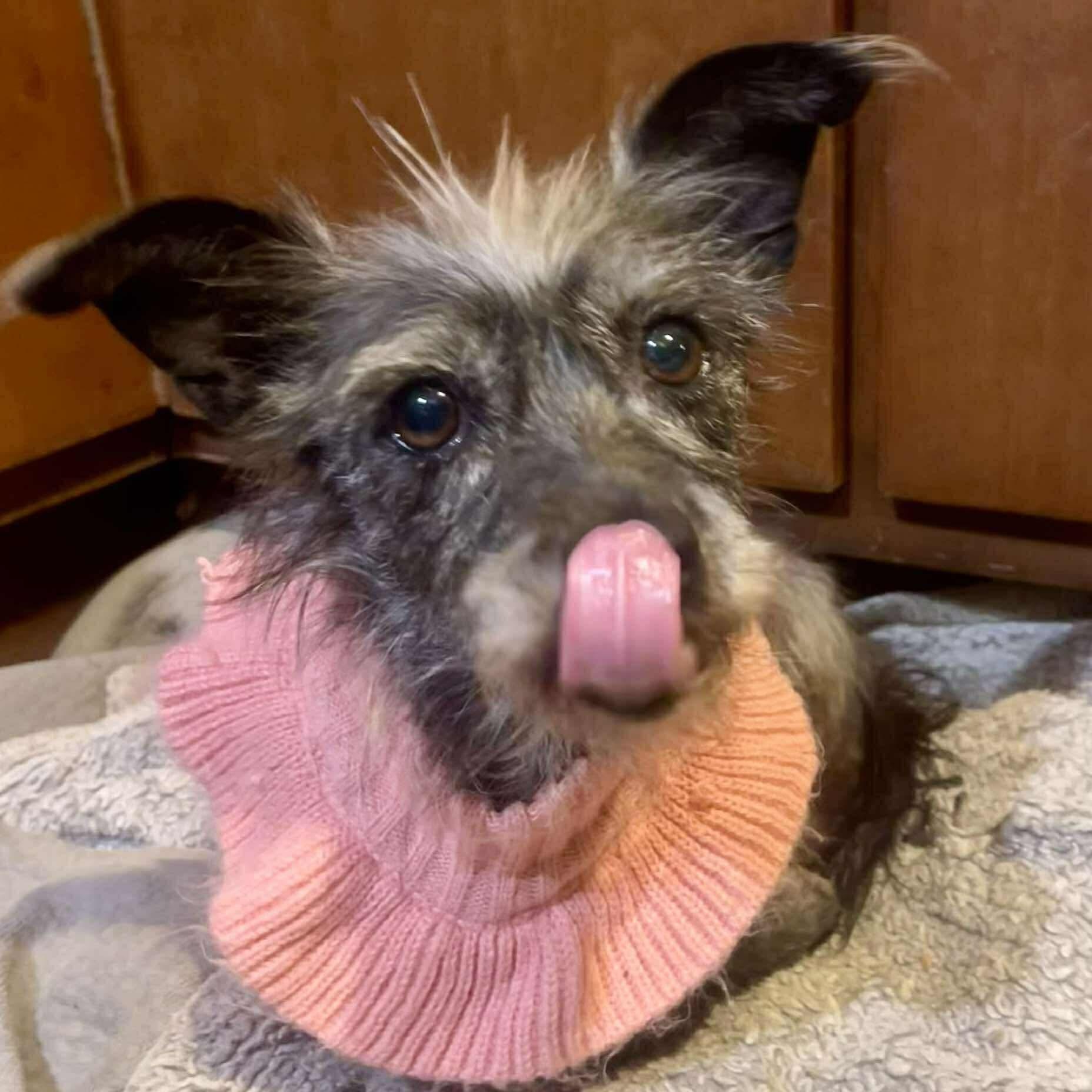 Pepper, an adoptable Terrier in San Diego, CA image 4/6