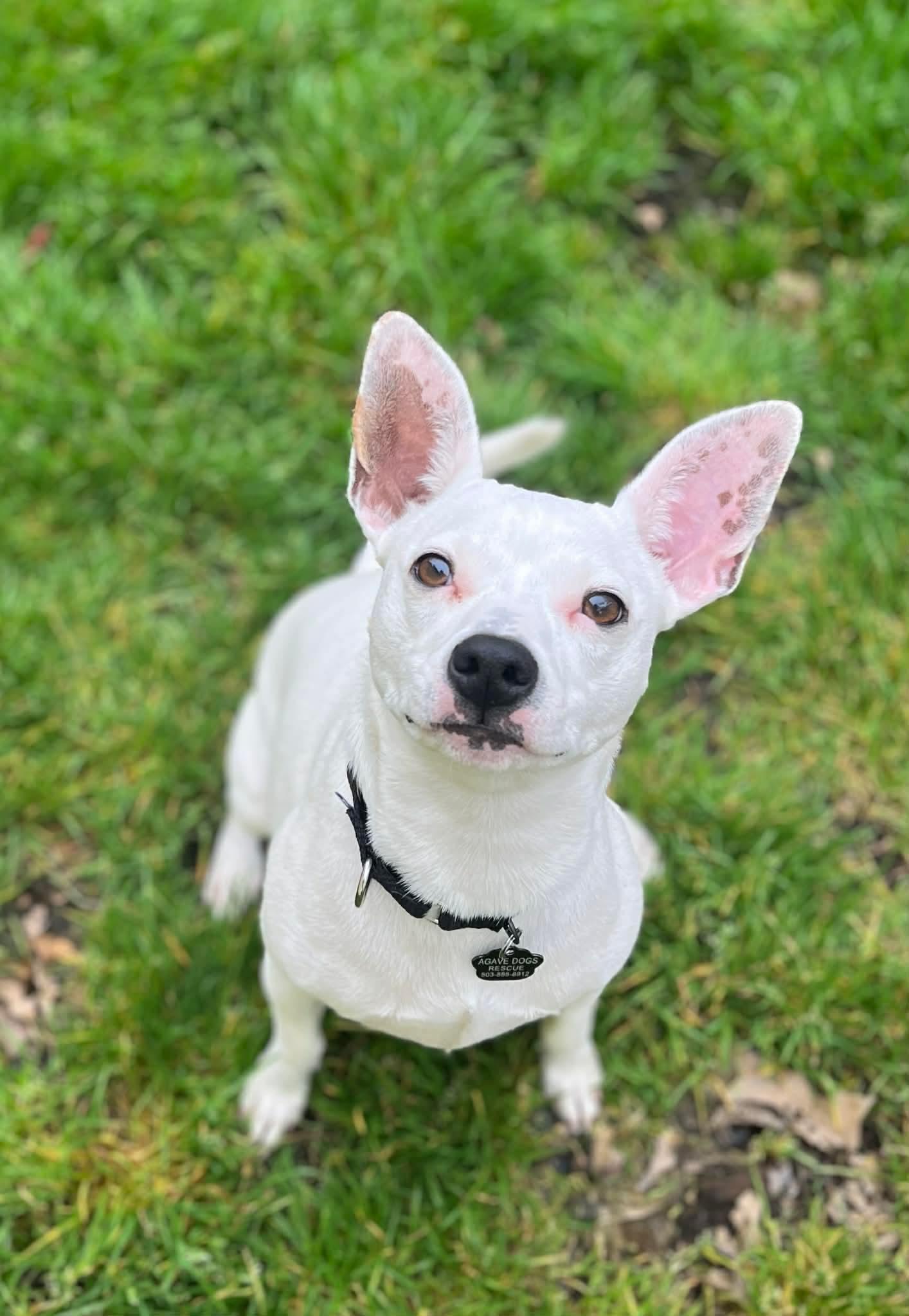 Enlarge Tarot, an adoptable mixed breed in Beavercreek, OR image 2/6
