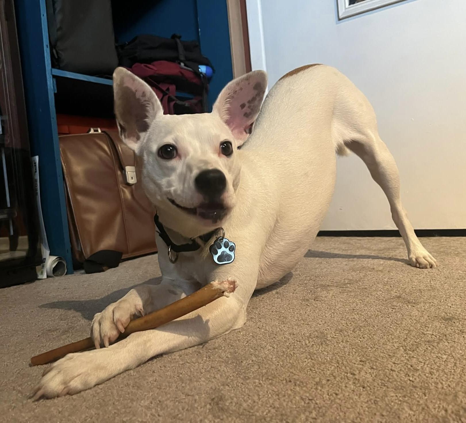 Enlarge Tarot, an adoptable mixed breed in Beavercreek, OR image 3/6