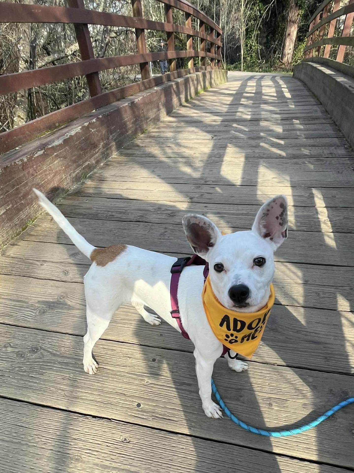 Enlarge Tarot, an adoptable mixed breed in Beavercreek, OR image 6/6