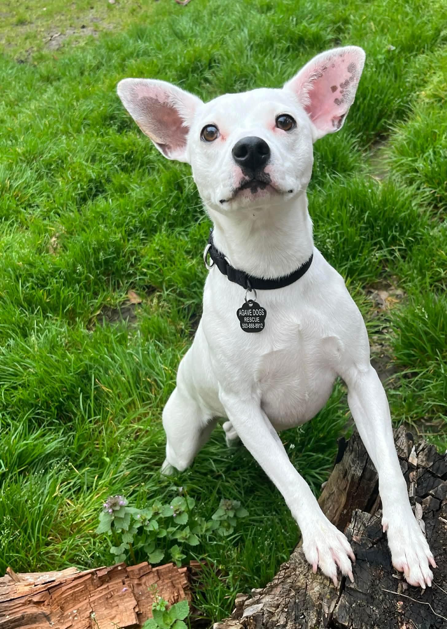 Enlarge Tarot, an adoptable mixed breed in Beavercreek, OR image 5/6