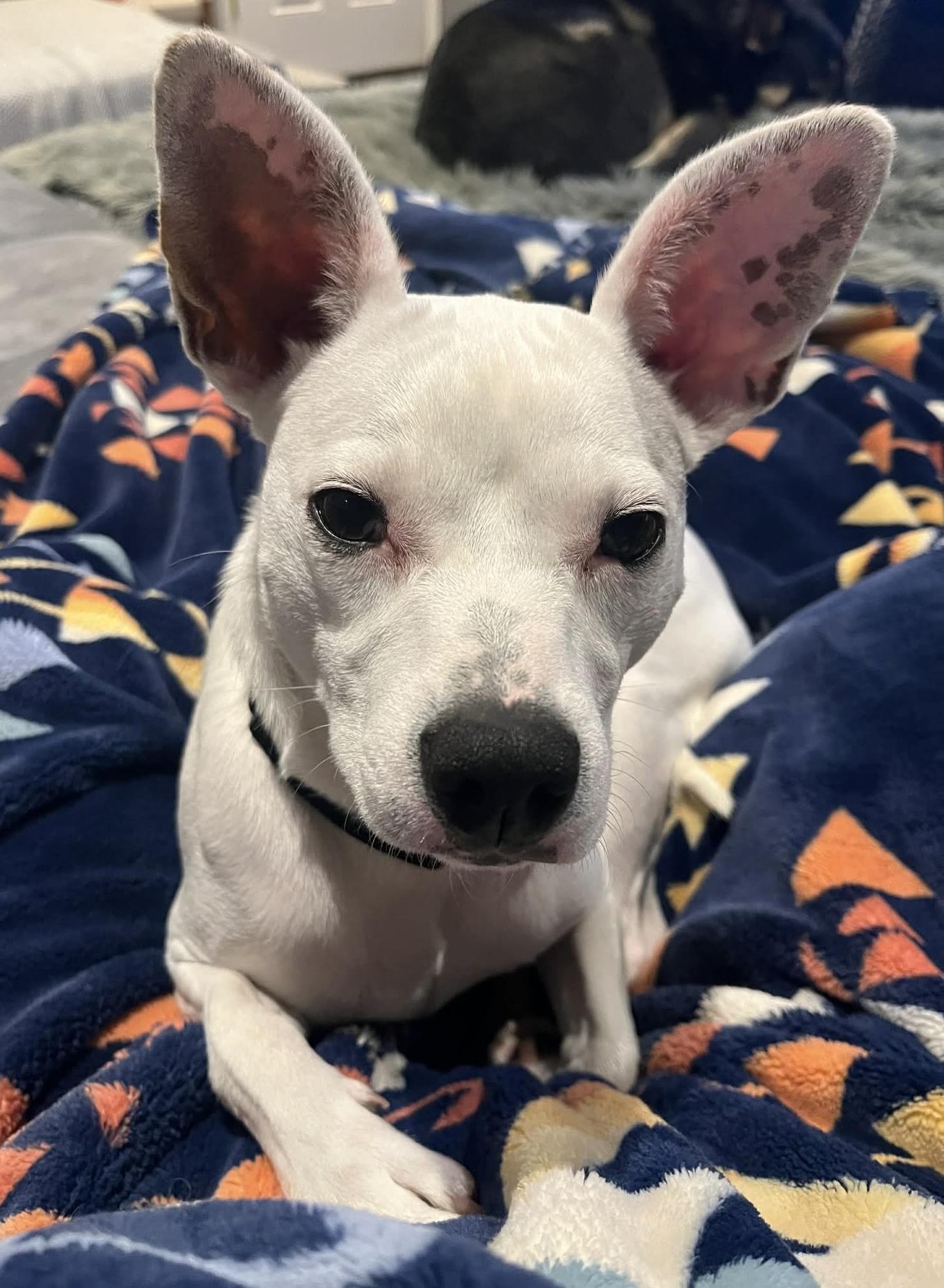 Tarot, adoptable, Adult Female Chihuahua & Pit Bull Terrier.