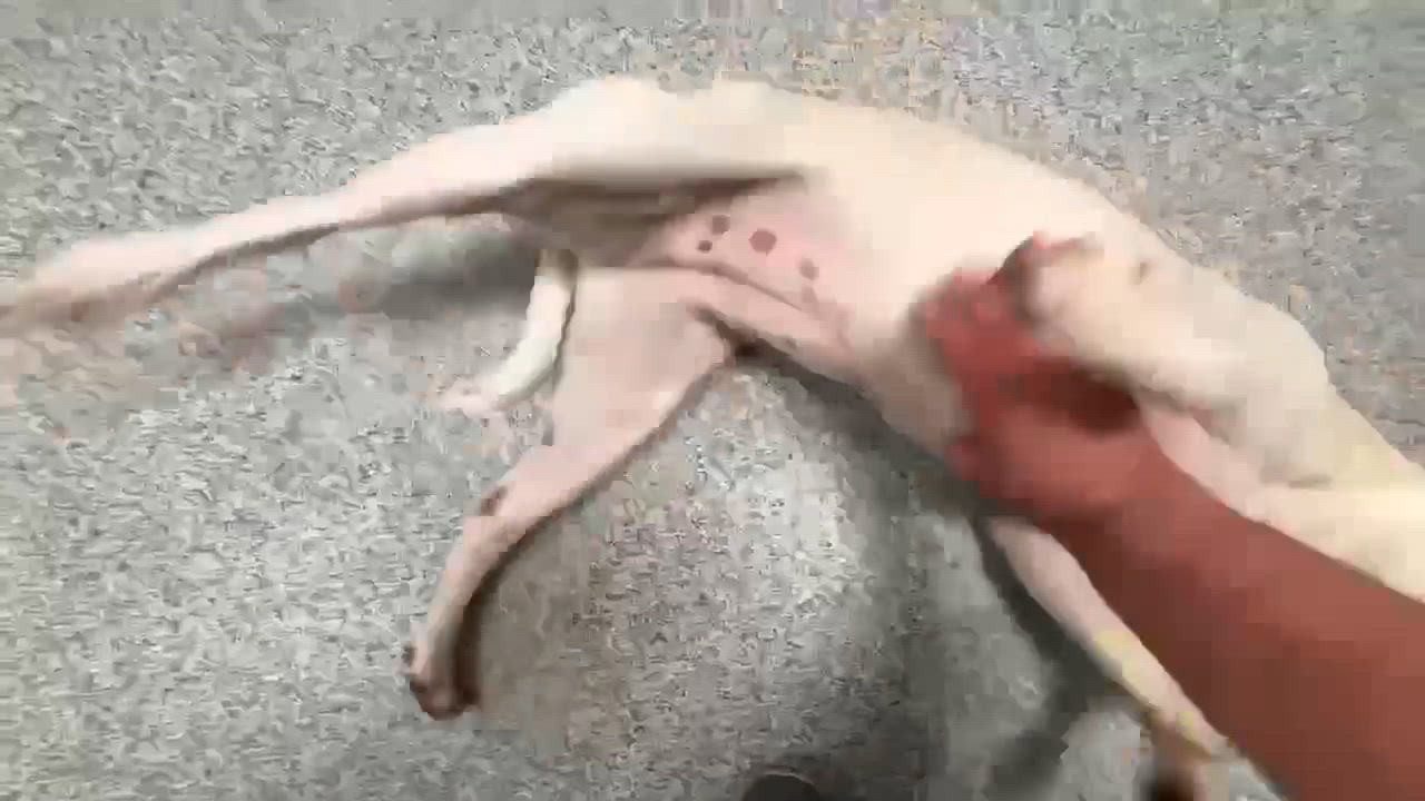 Enlarge Tarot, an adoptable mixed breed in Beavercreek, OR video 4/6