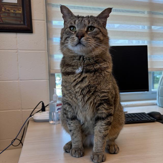 Enlarge BLIZZARD LIZARD - FIV+, a Adoptable Domestic Short Hair in Centerville, MA image 1/1