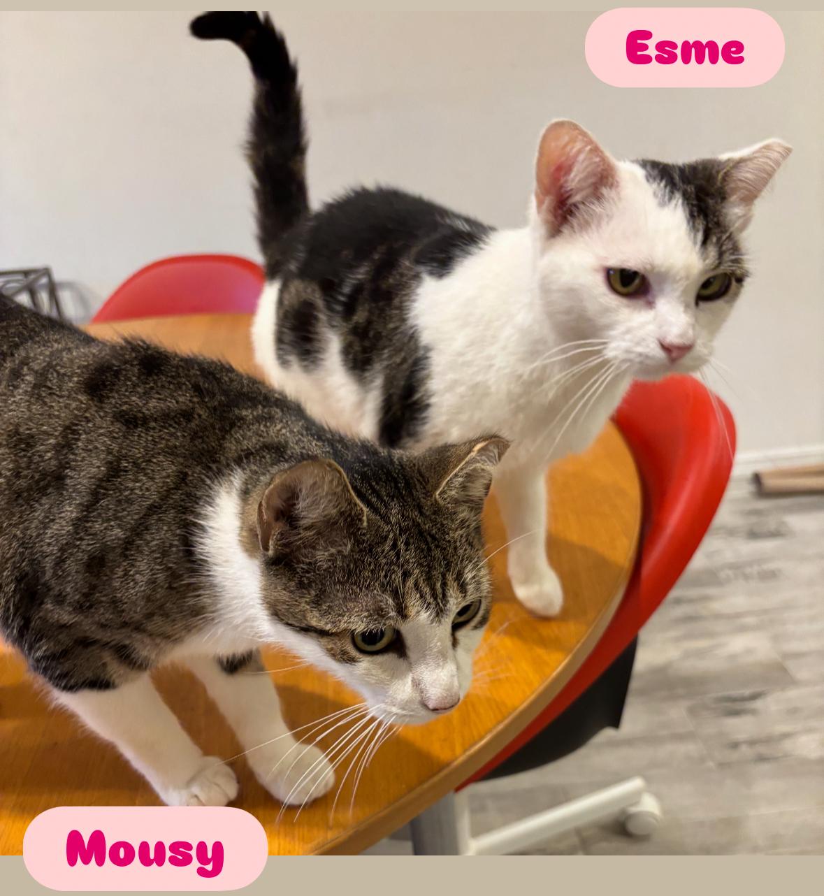 Enlarge Esme & Mousy, a Adoptable American Shorthair in Staten Island, NY image 1/6