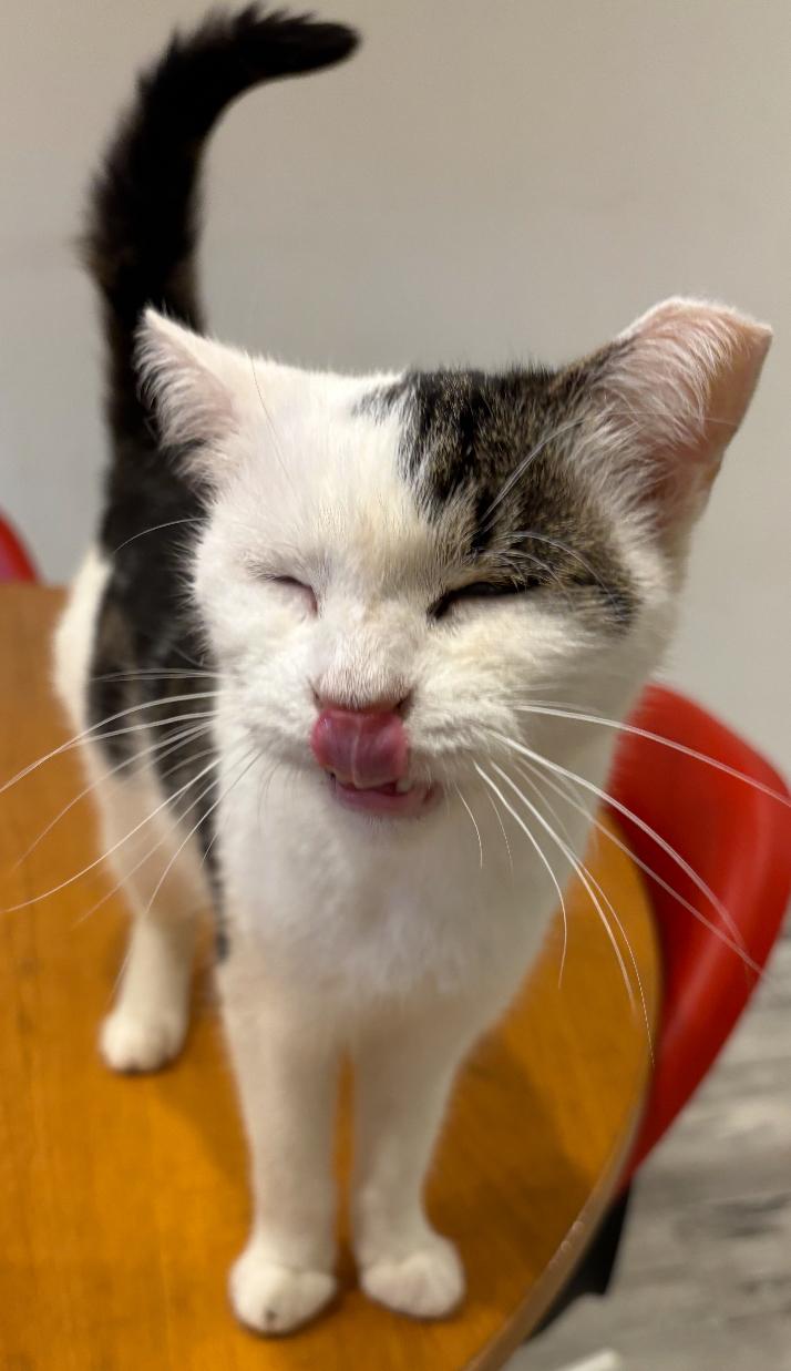 Enlarge Esme & Mousy, a Adoptable American Shorthair in Staten Island, NY image 2/6