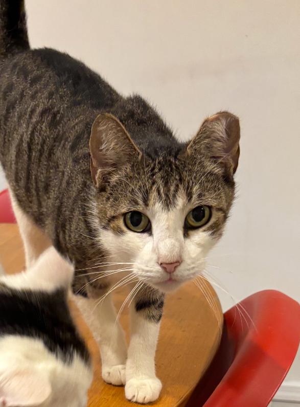 Enlarge Esme & Mousy, a Adoptable American Shorthair in Staten Island, NY image 6/6