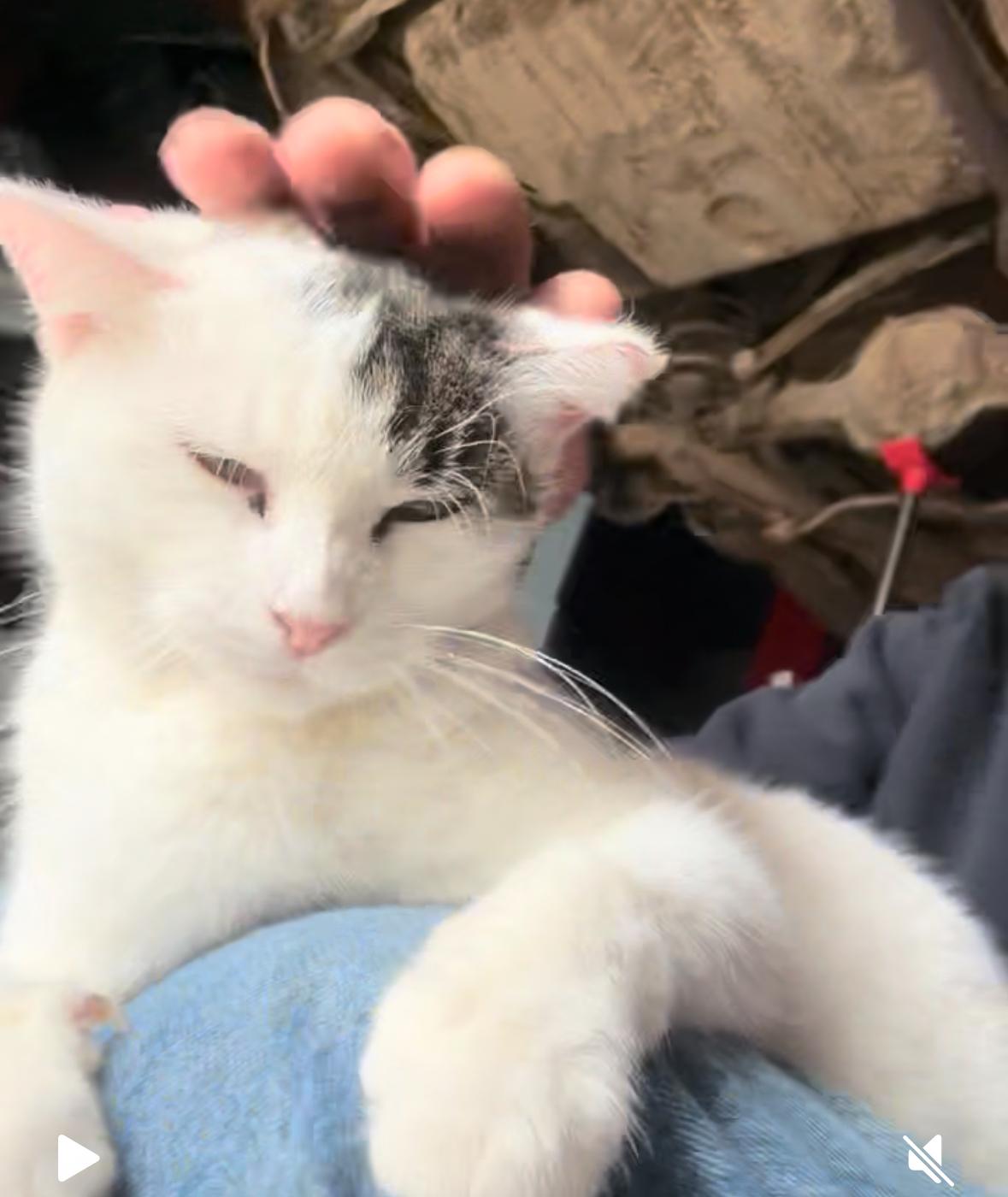 Enlarge Esme & Mousy, a Adoptable American Shorthair in Staten Island, NY image 3/6