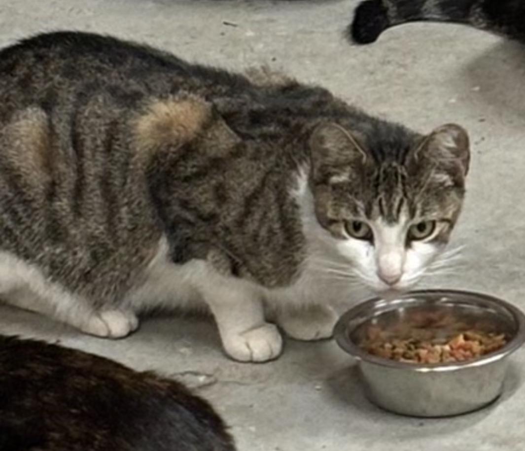 Enlarge Esme & Mousy, a Adoptable American Shorthair in Staten Island, NY image 4/6