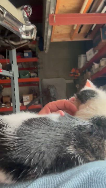 Enlarge Esme & Mousy, a Adoptable American Shorthair in Staten Island, NY video 5/6