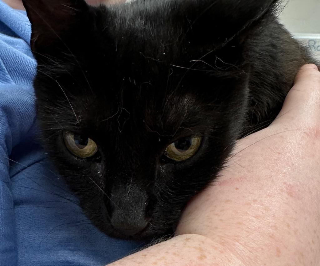 Gracie, Adoptable, Young Female Domestic Short Hair.