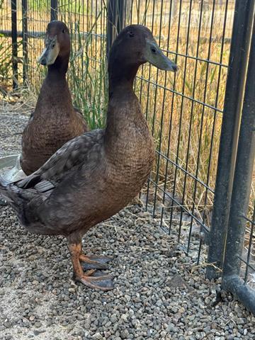 Enlarge EDWARD, a Adoptable Duck in San Martin, CA image 1/1