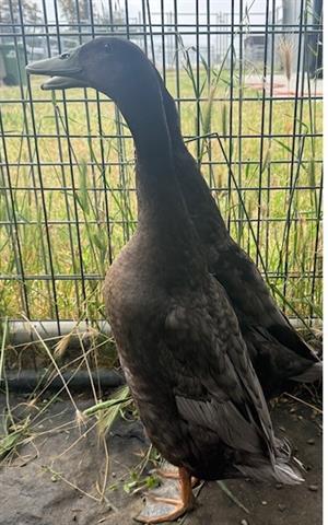 EDWARD, Adoptable, Adult Male Duck.