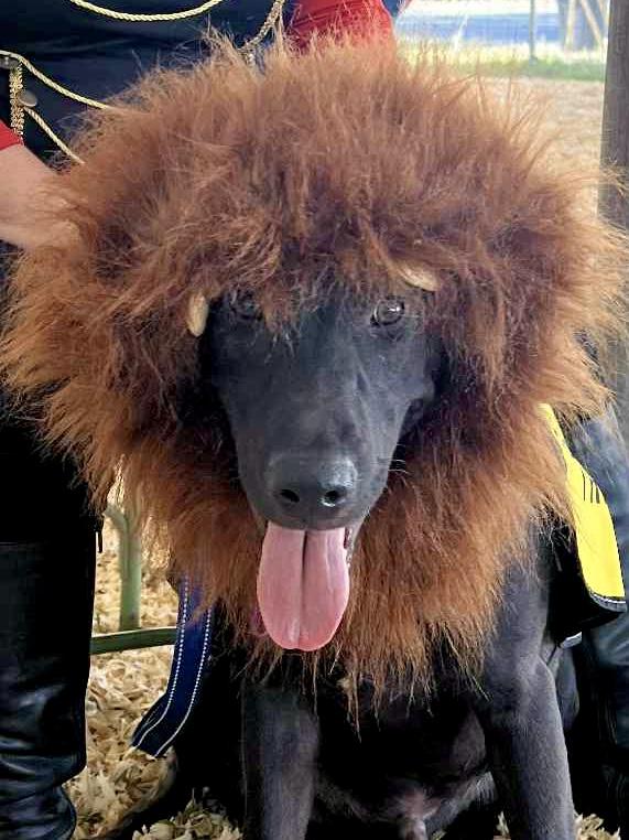 Enlarge Ripley - Believe it or Not - is still here, a Adoptable mixed breed in Knoxville, TN image 5/5