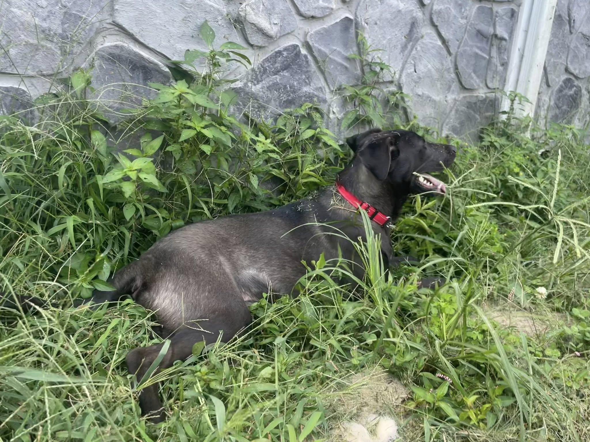 Ripley *Black Friday Special*, a Adoptable mixed breed in Knoxville, TN image 3/5