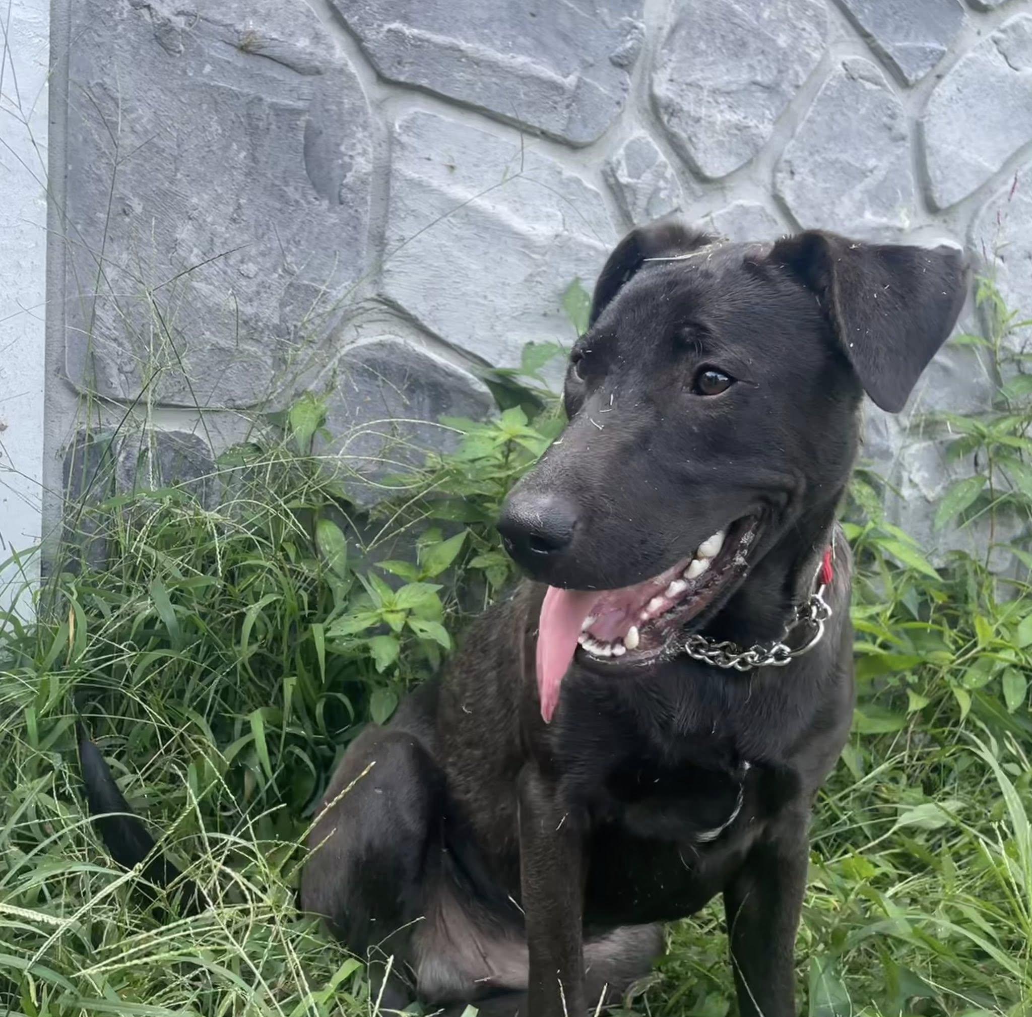 Ripley *Black Friday Special*, a Adoptable mixed breed in Knoxville, TN image 4/5