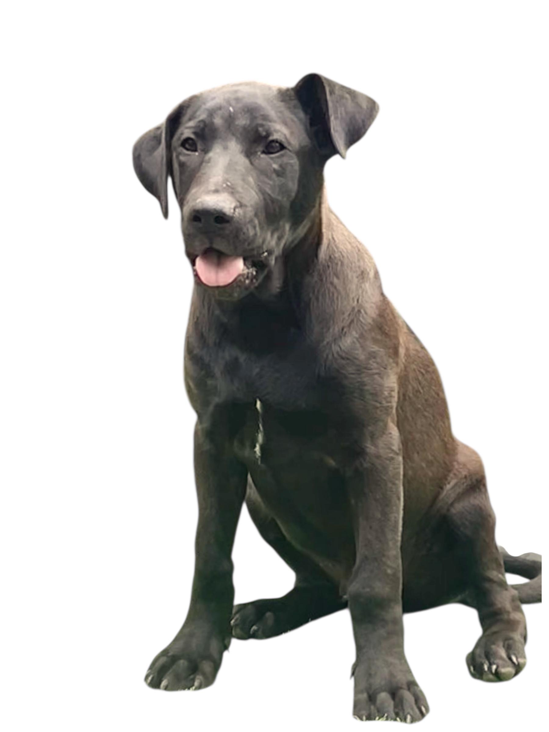 Rip is reserved around people he doesnt know but likes to play with other dogs Although Reserved h