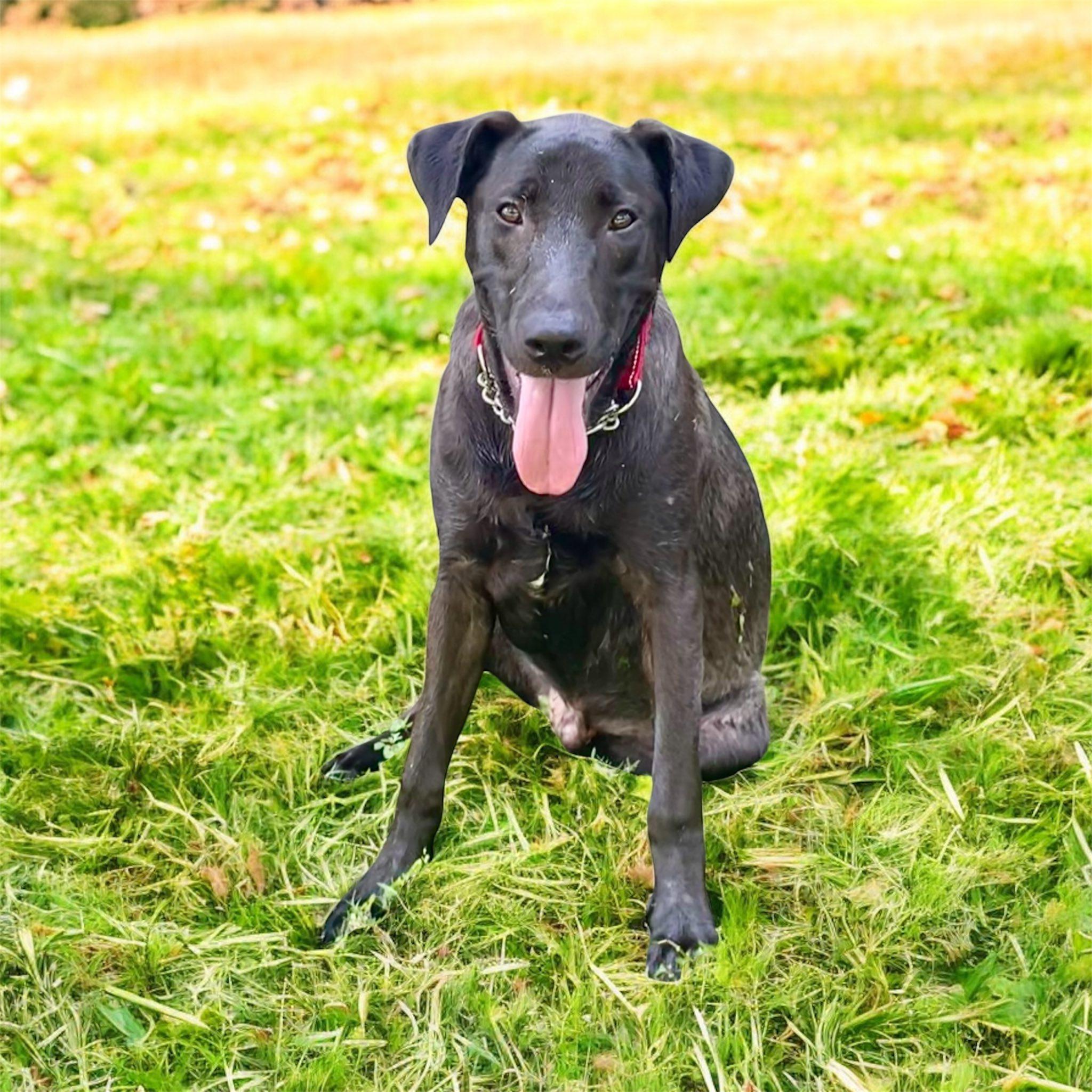 Ripley *Black Friday Special*, Adoptable, Young Male Dutch Shepherd & Black Labrador Retriever.
