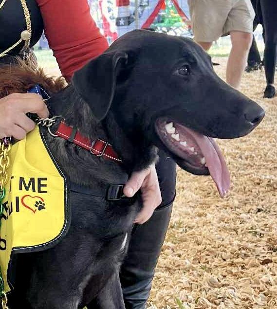 Enlarge Ripley - Believe it or Not - is still here, a Adoptable mixed breed in Knoxville, TN image 2/5