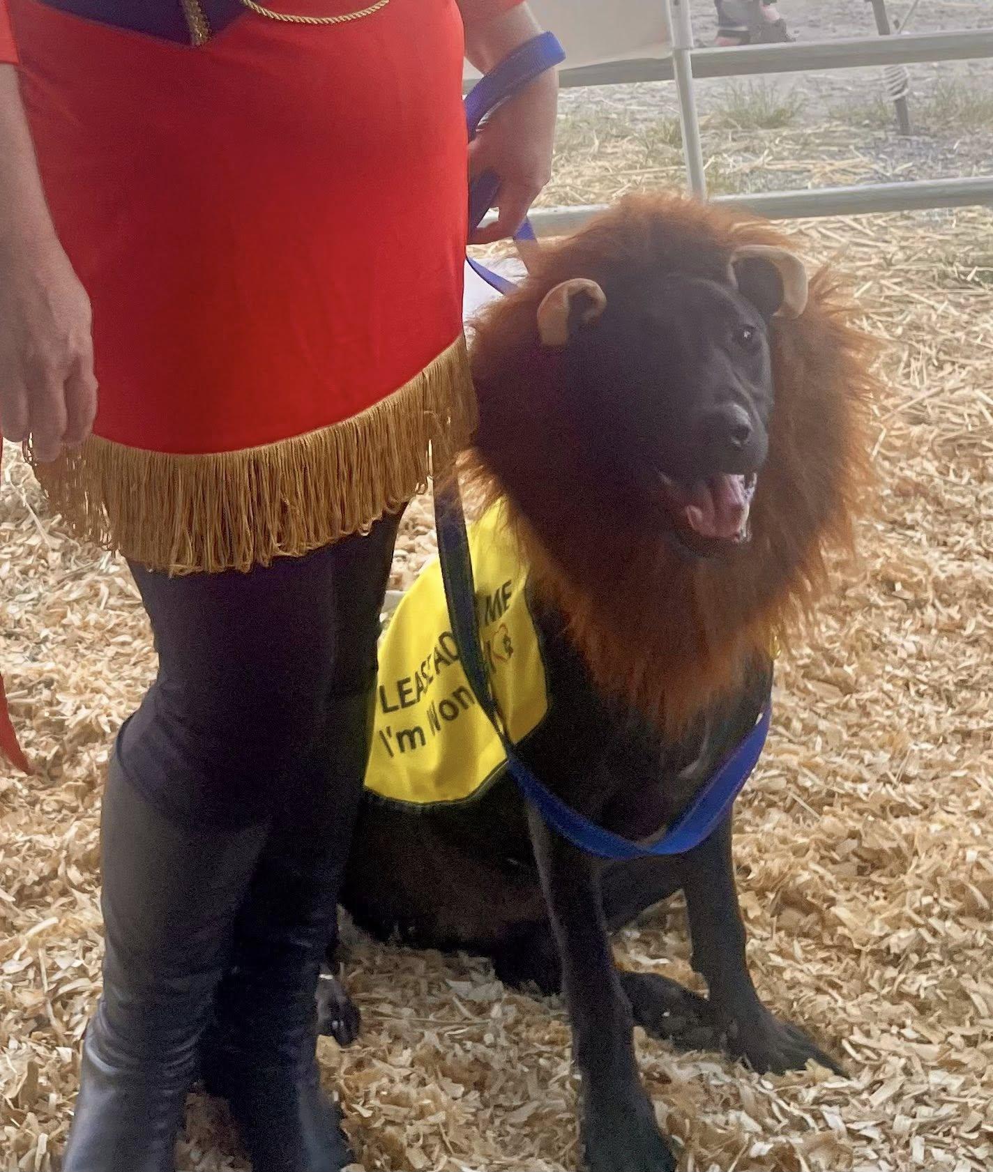 Ripley *Black Friday Special*, a Adoptable mixed breed in Knoxville, TN image 2/5