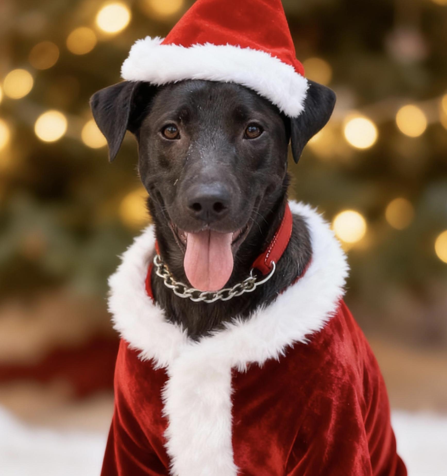 Enlarge Ripley - Believe it or Not - is still here, a Adoptable mixed breed in Knoxville, TN image 3/5