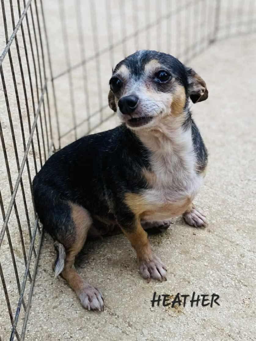 Enlarge Heather, a Adoptable mixed breed in Milford, NH image 2/4