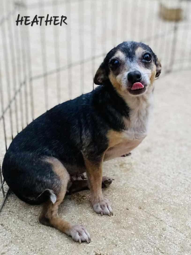 Enlarge Heather, a Adoptable mixed breed in Milford, NH image 3/4