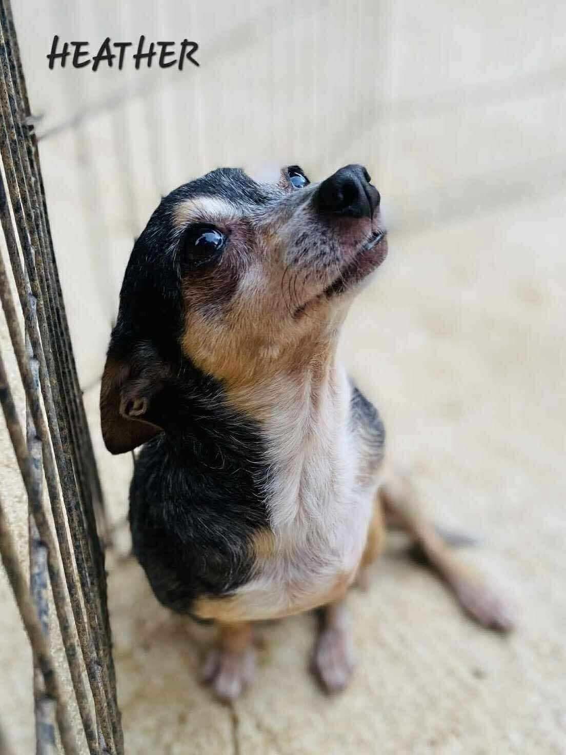 Heather, Adoptable, Senior Female Chihuahua.