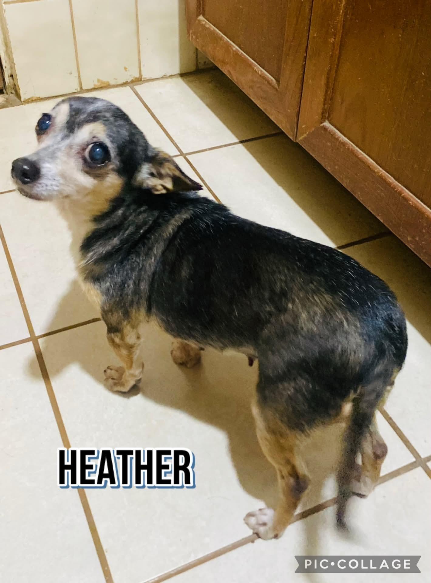 Enlarge Heather, a Adoptable mixed breed in Milford, NH image 4/4