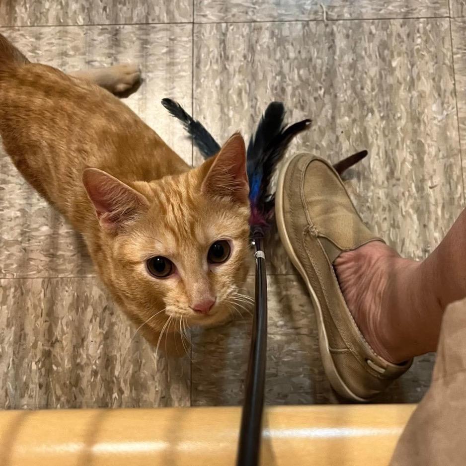 Garfield, Adoptable, Kitten Male American Shorthair.