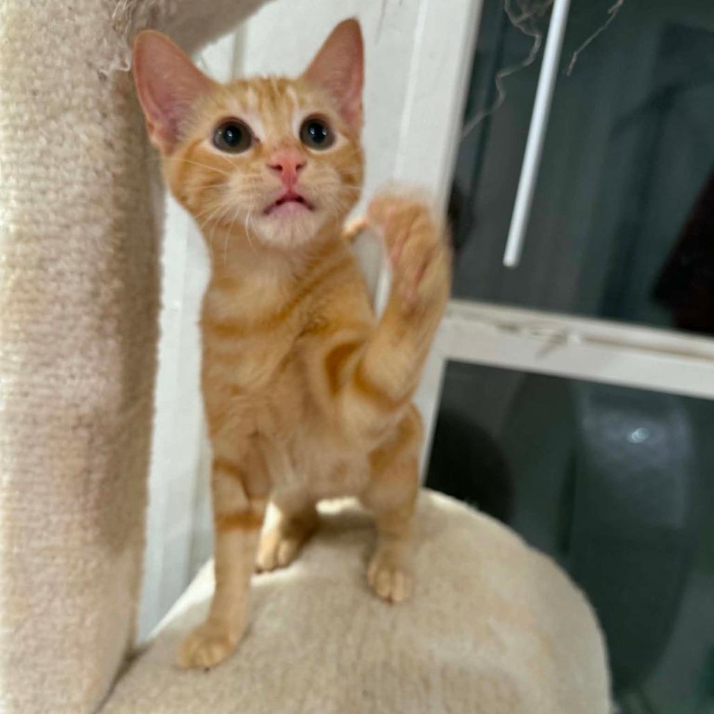 Enlarge Garfield, a Adoptable American Shorthair in Newcastle, OK image 2/5