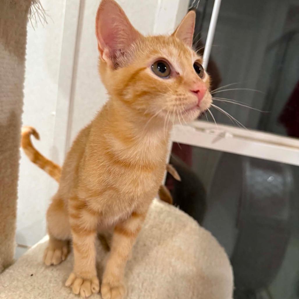 Enlarge Garfield, a Adoptable American Shorthair in Newcastle, OK image 3/5