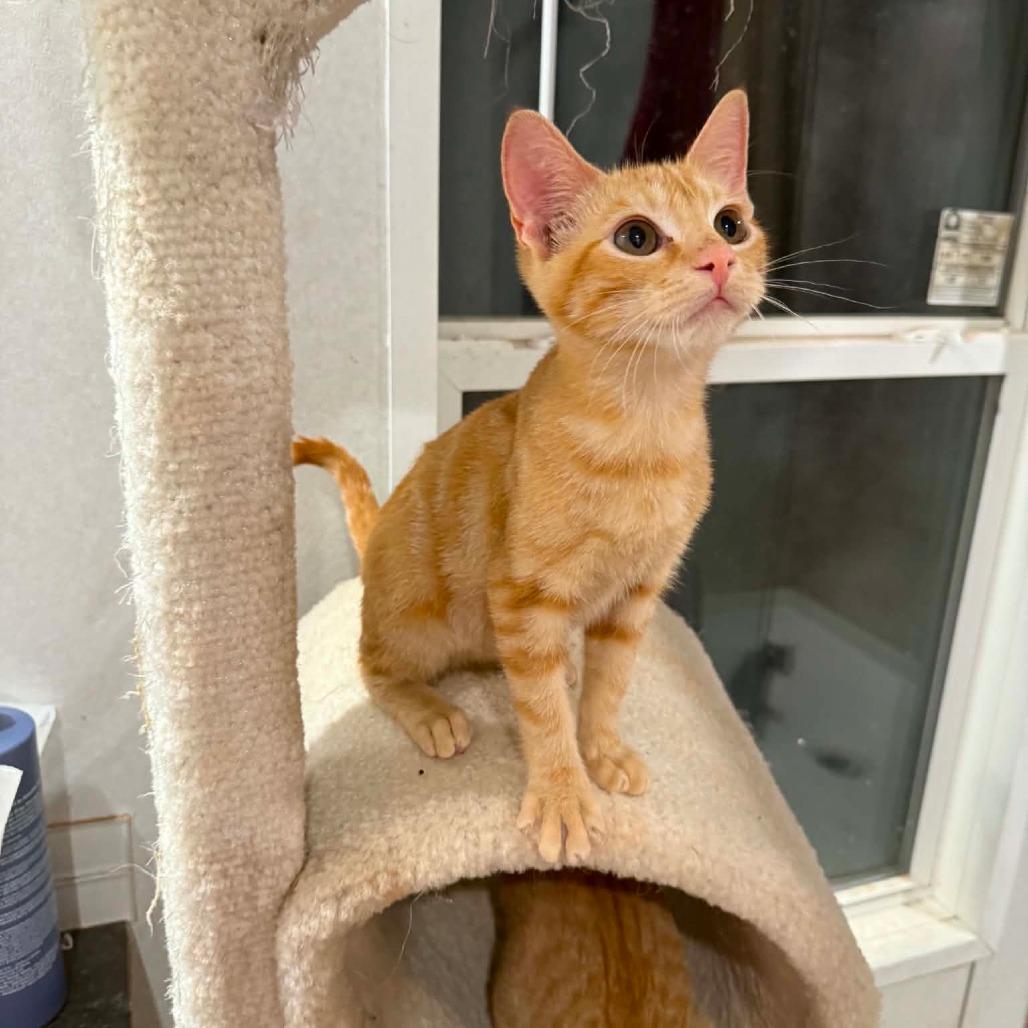 Enlarge Garfield, a Adoptable American Shorthair in Newcastle, OK image 4/5