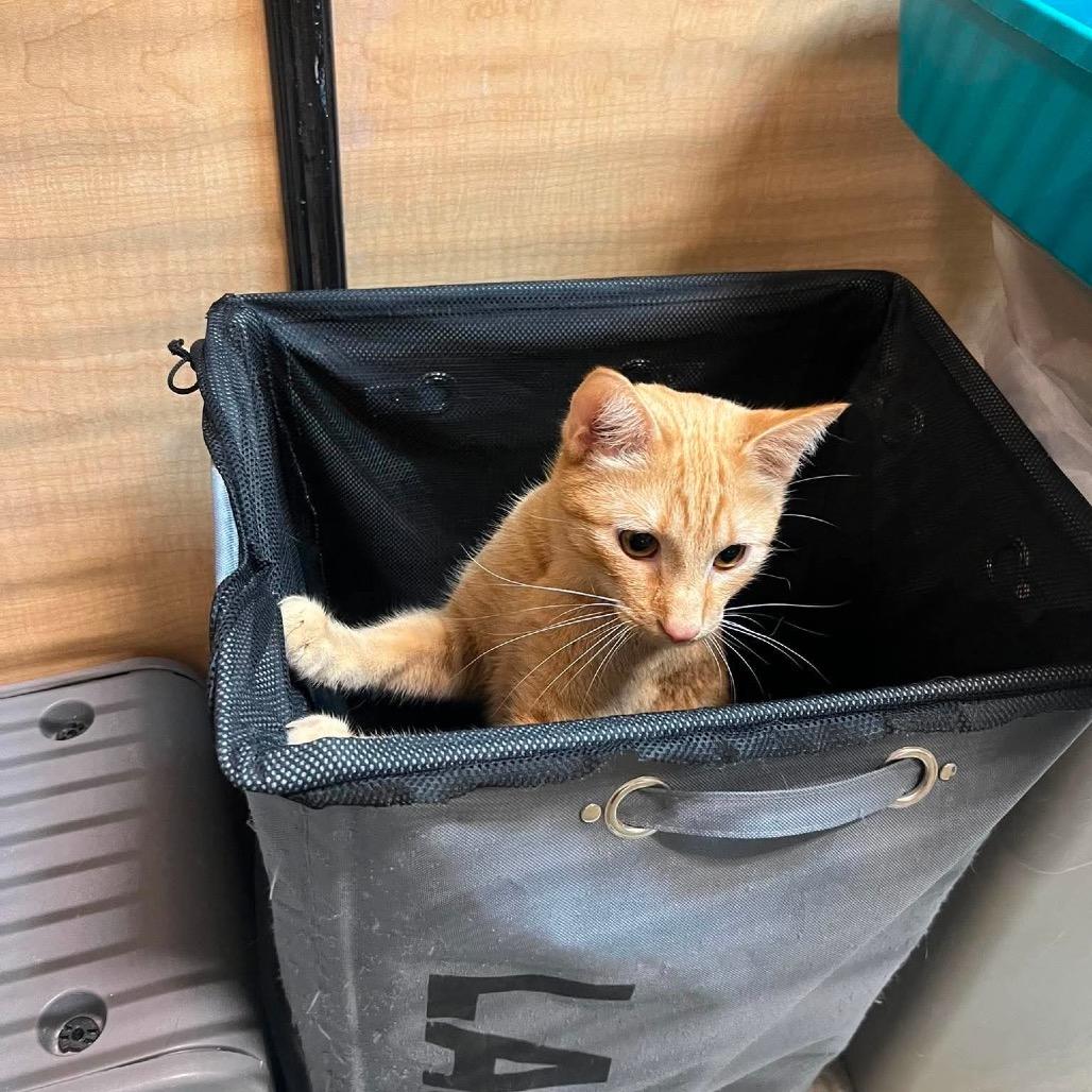 Enlarge Garfield, a Adoptable American Shorthair in Newcastle, OK image 5/5
