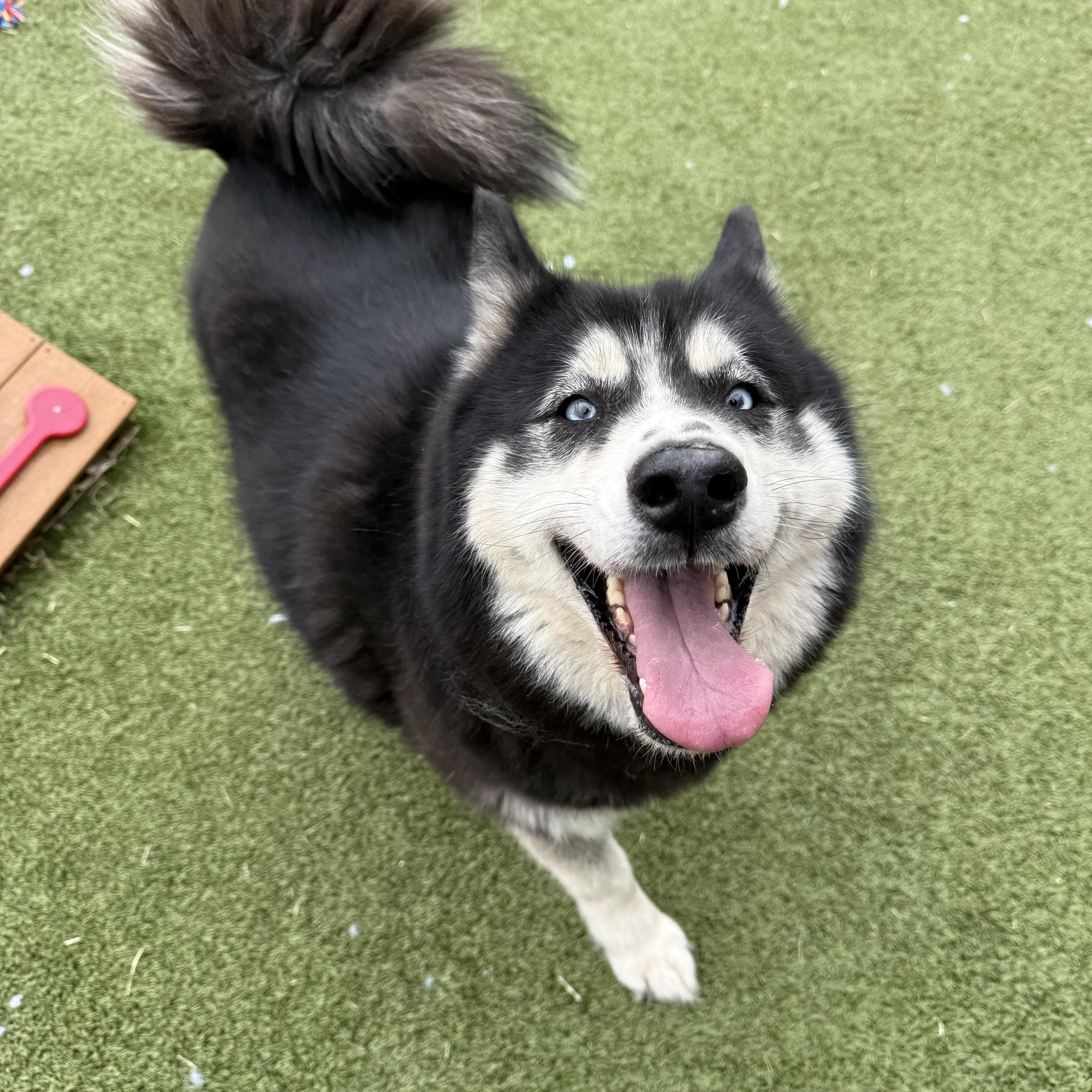 Enlarge Freya, an adopted Siberian Husky in Hays, KS image 3/6