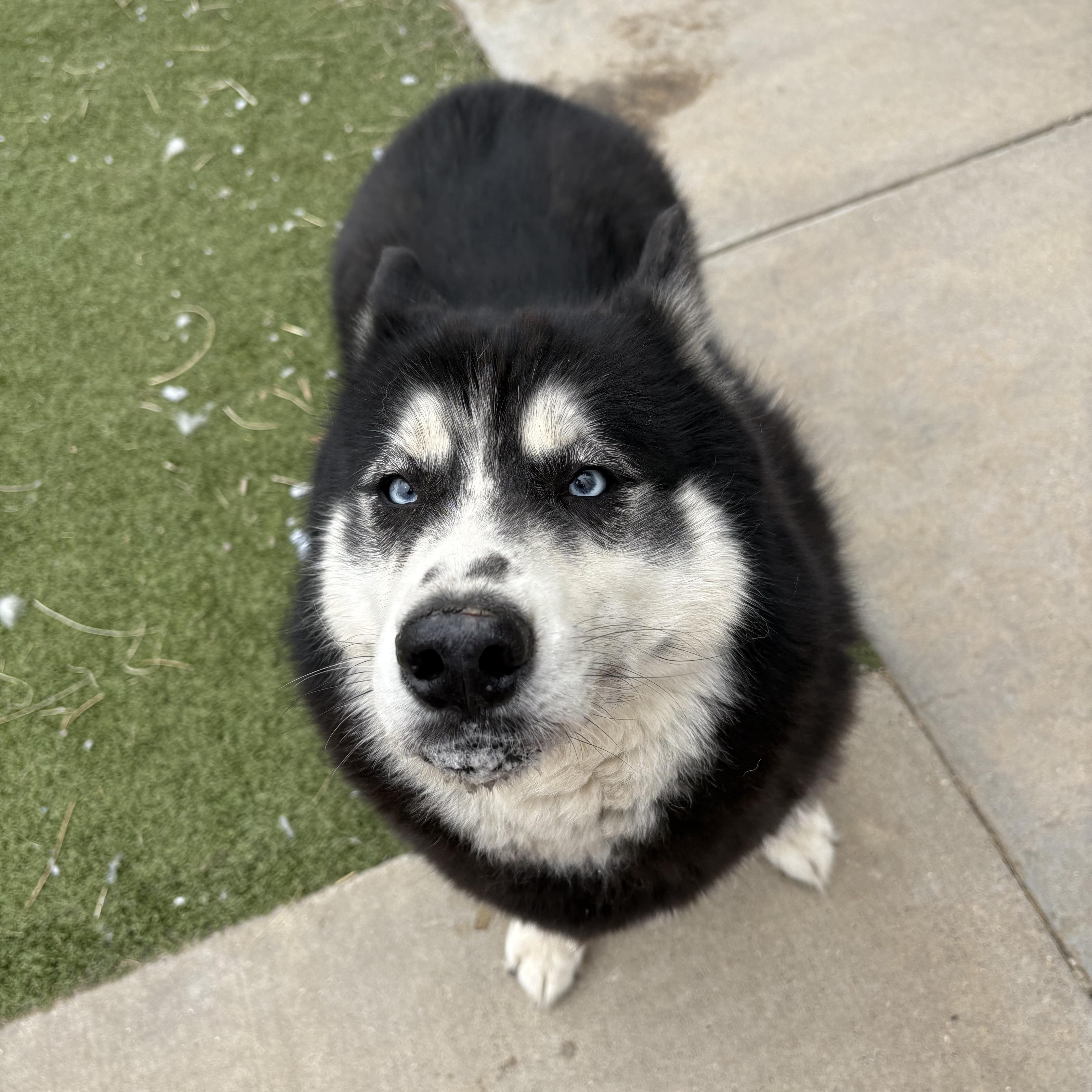 Enlarge Freya, an adopted Siberian Husky in Hays, KS image 4/6