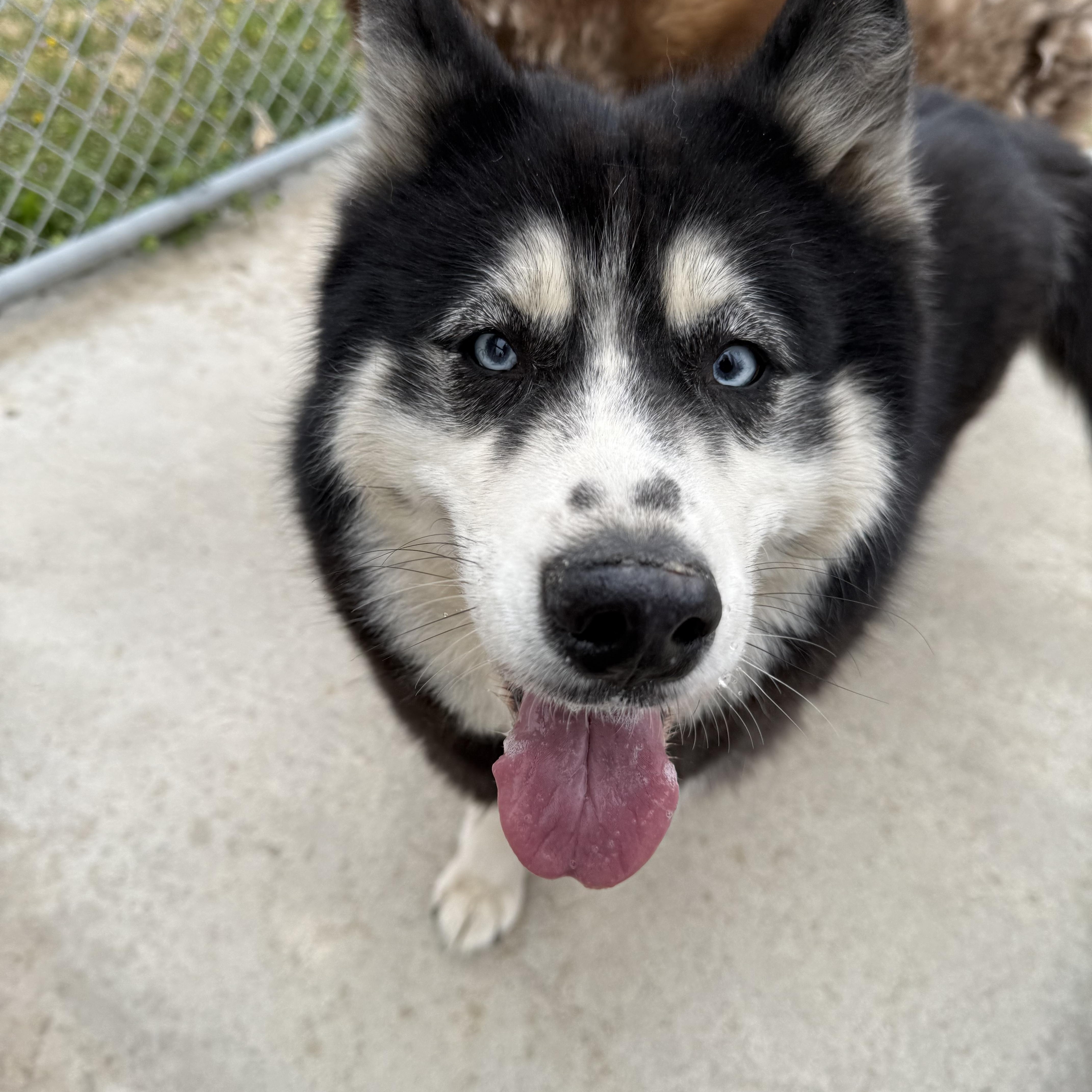Enlarge Freya, an adopted Siberian Husky in Hays, KS image 2/6