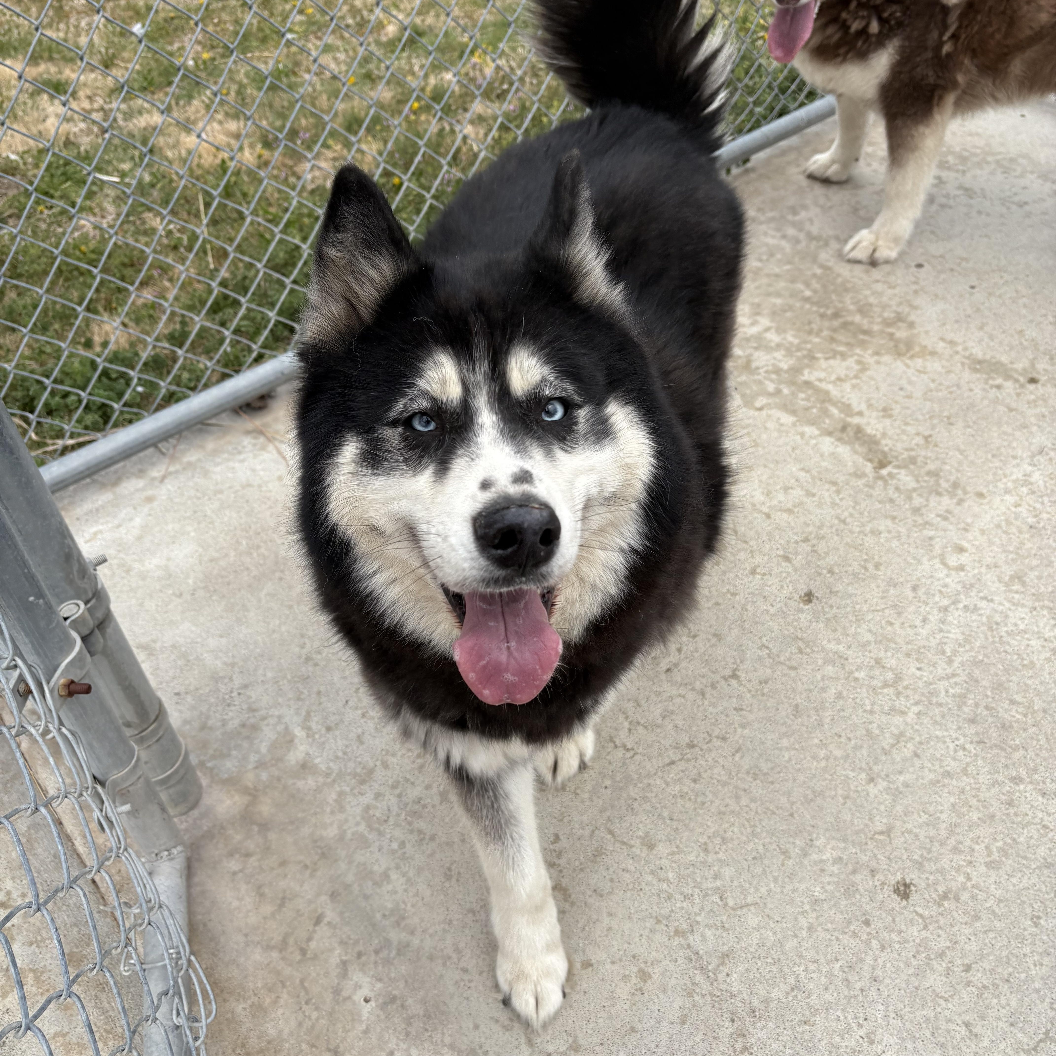 Enlarge Freya, an adopted Siberian Husky in Hays, KS image 5/6