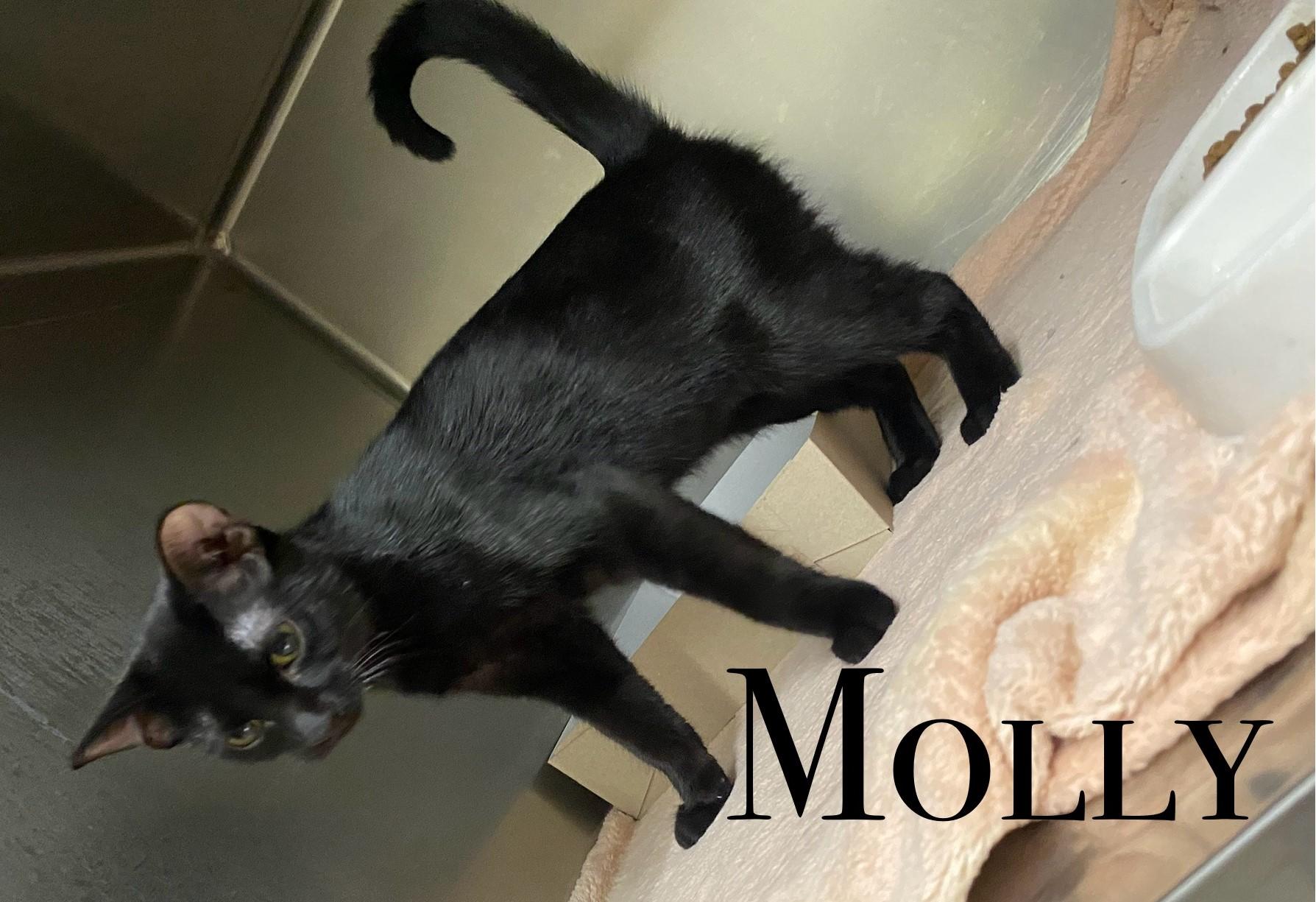 Molly, an adoptable Domestic Short Hair in Craig, CO, 81625 | Photo Image 1