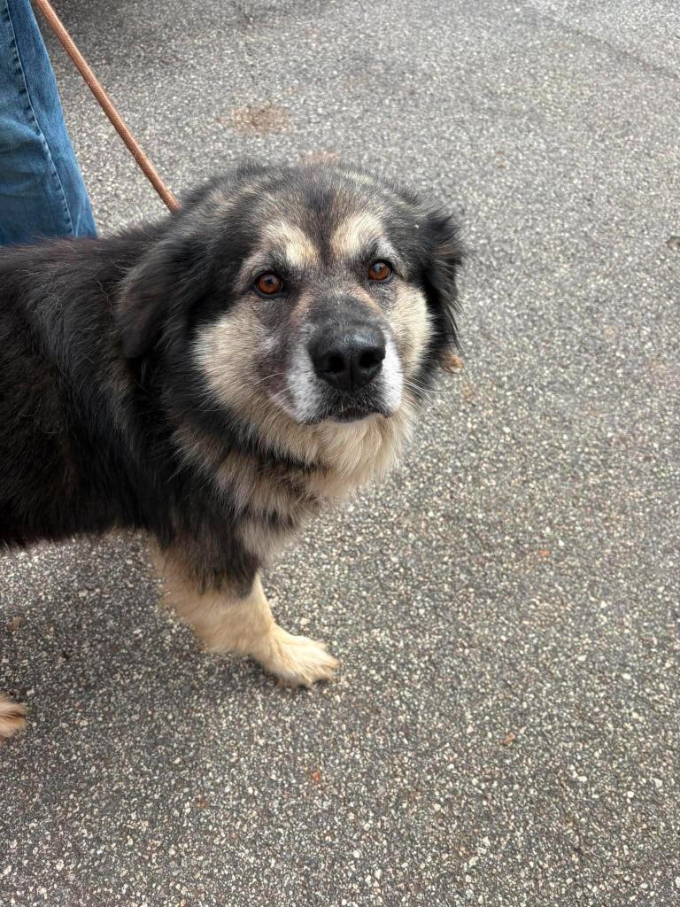 Iceman, Adoptable, Adult Male Alaskan Malamute.