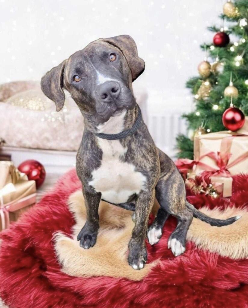 Enlarge Secret Sam, a Adoptable Mountain Cur in Manchester, CT image 1/1