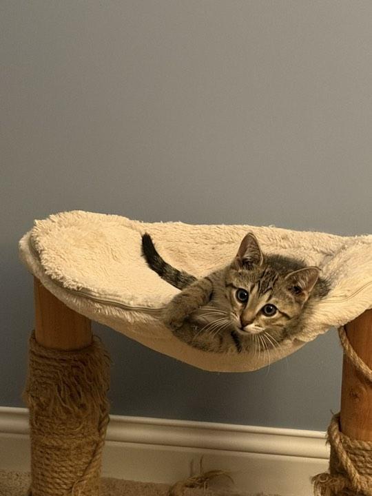 Gilbert, an adopted Domestic Short Hair in Indianapolis, IN image 3/3