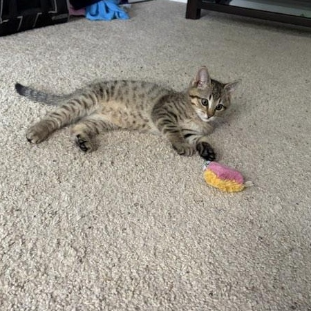 Gilbert, an adopted Domestic Short Hair in Indianapolis, IN image 2/3