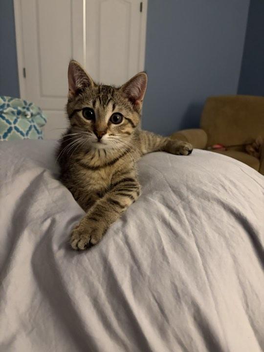 Gilbert, an adopted Domestic Short Hair in Indianapolis, IN image 1/3